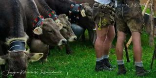 Link to Photo | culture, annual event, JMW, Oberstaufen, Alps, autumn, recurring event, Allgäu, Germany, custom, Thalkirchdorf, Almabtrieb, tourist attraction, Braunvieh, tradition, cattle