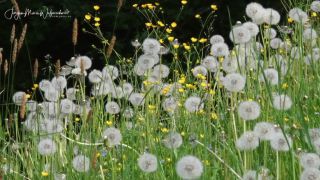 Link to Video | landscape, JMW, tourist destination, spring, Allgäu, Germany, color, 4K resolution, tourism region, compilation film, Europe, aerial shot, 2022, Prealps, nature, Bavaria