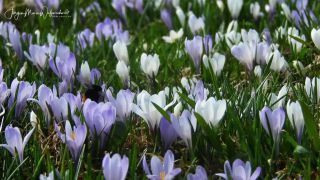 Link to Video | landscape, JMW, tourist destination, spring, Allgäu, Germany, color, 4K resolution, tourism region, compilation film, Europe, aerial shot, 2022, Prealps, nature, Bavaria