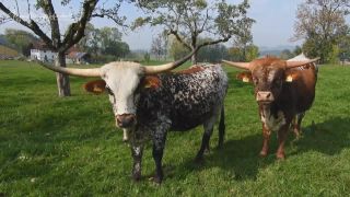 Link to Video | landscape, JMW, tourist destination, summer, Allgäu, Germany, color, 4K resolution, tourism region, compilation film, Europe, 2022, day, music, Prealps, nature, Bavaria