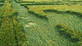 Link to Video | Hordeum vulgare, useful plant, June, summer, color, 4K resolution, Southern Germany, aerial shot, 2024, day, severe weather, Bavaria