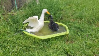 Link to Video | Oberallgäu, Oberstaufen, Allgäu, Germany, color, 4K resolution, 2024, day, Prealps, Bavaria