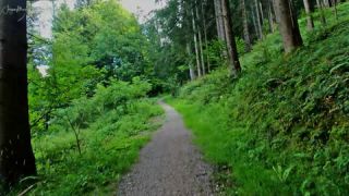 Link to Video | landscape, tree, agricultural road, summer, Allgäu, leisure, Germany, color, forest road, sport, forest, 2024, cycling, spruce, day, Fichtenwald, Bavaria