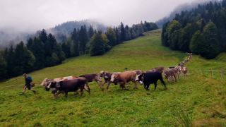 Link to Video | annual event, September, autumn, Sehenswürdigkeit, Allgäu, productive animal, Germany, Almabtrieb, 2024, cattle, Bavaria