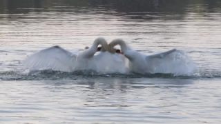 Link to Video | landscape, April, JMW, climate change, spring, dryness, Germany, color, 4K resolution, water, Central Europe, Lake Constance Region, tourism region, beach, Lake Constance, Europe, shore, aerial shot, 2025, music, nature
