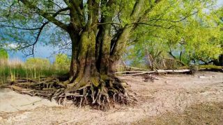 Link zum Video | Landschaft, April, JMW, Klimawandel, Frühling, Trockenheit, Deutschland, Farbe, 4K, Wasser, Mitteleuropa, Bodenseeraum, Urlaubsregion, Strand, Bodensee, Europa, Ufer, Luftaufnahme, 2025, Musik, Natur