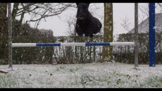 Link zum Video | Winter, Hundeschule, Rassehund, 2016, Hundesport, Scottish Terrier, Hunderasse, Schnee