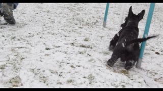 Link to Video | winter, Obedience school, Rassehund, 2016, dog sport, Scottish Terrier, dog breed, snow