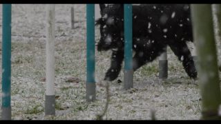 Link to Video | winter, Obedience school, Rassehund, 2016, dog sport, Scottish Terrier, dog breed, snow