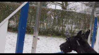 Link to Video | winter, Obedience school, Rassehund, 2016, dog sport, Scottish Terrier, dog breed, snow