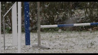 Link to Video | winter, Obedience school, Rassehund, 2016, dog sport, Scottish Terrier, dog breed, snow