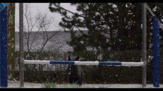 Link to Video | winter, Obedience school, Rassehund, 2016, dog sport, Scottish Terrier, dog breed, snow