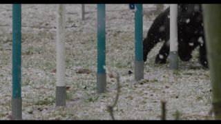 Link to Video | winter, Obedience school, Rassehund, 2016, dog sport, Scottish Terrier, dog breed, snow