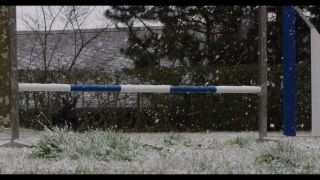Link to Video | winter, Obedience school, Rassehund, 2016, dog sport, Scottish Terrier, dog breed, snow
