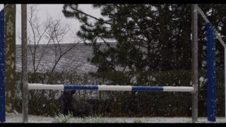 Link to Video | winter, Obedience school, Rassehund, 2016, dog sport, Scottish Terrier, dog breed, snow