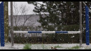 Link to Video | winter, Obedience school, Rassehund, 2016, dog sport, Scottish Terrier, dog breed, snow