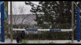Link to Video | winter, Obedience school, Rassehund, 2016, dog sport, Scottish Terrier, dog breed, snow