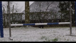 Link to Video | winter, Obedience school, Rassehund, 2016, dog sport, Scottish Terrier, dog breed, snow