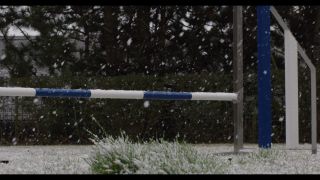 Link to Video | winter, Obedience school, Rassehund, 2016, dog sport, Scottish Terrier, dog breed, snow