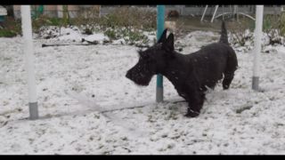Link to Video | winter, Obedience school, Rassehund, 2016, dog sport, Scottish Terrier, dog breed, snow