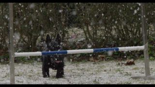 Link to Video | winter, Obedience school, Rassehund, 2016, dog sport, Scottish Terrier, dog breed, snow