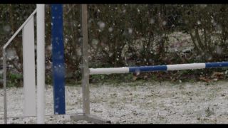 Link to Video | winter, Obedience school, Rassehund, 2016, dog sport, Scottish Terrier, dog breed, snow