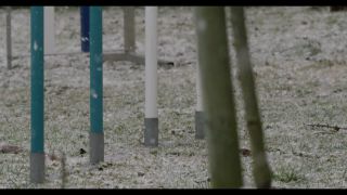 Link to Video | winter, Obedience school, Rassehund, 2016, dog sport, Scottish Terrier, dog breed, snow