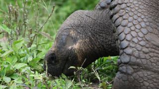 Link to Video | South America, Ecuador