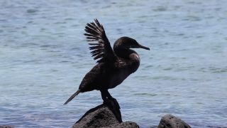 Link to Video | South America, Ecuador