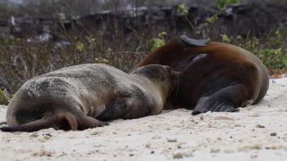 Link zum Video | Südamerika, Ecuador