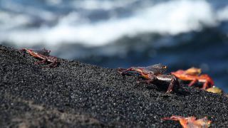 Link to Video | South America, Ecuador