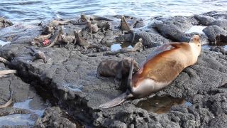 Link to Video | South America, Ecuador