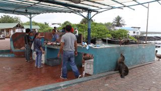 Link to Video | South America, Ecuador