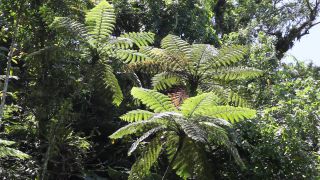 Link to Video | Fiji