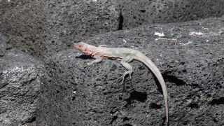 Link to Video | South America, Ecuador