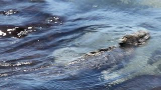 Link to Video | South America, Ecuador