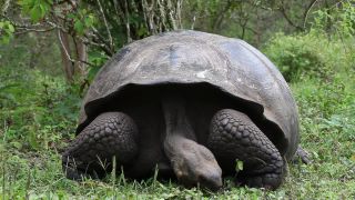 Link zum Video | Südamerika, Ecuador