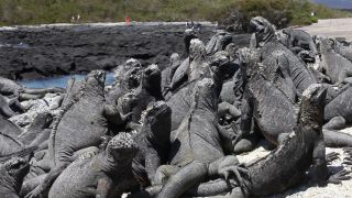 Link to Video | South America, Ecuador