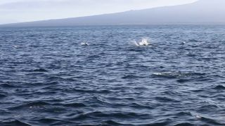 Link to Video | South America, Ecuador