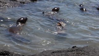 Link to Video | South America, Ecuador