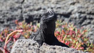 Link to Video | South America, Ecuador