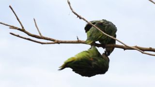 Link to Video | South America, Ecuador