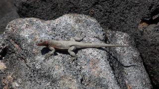 Link to Video | South America, Ecuador