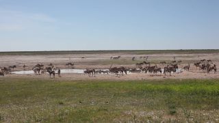 Link to Video | Namibia, Africa, Full High Definition, color, Etosha National Park