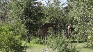 Link to Video | Namibia, tree, Angolan giraffe, Africa, Full High Definition, 2009, color, Savanna, animal, nature, Giraffa, wilderness