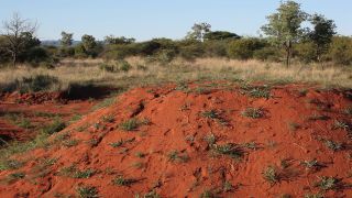 Link to Video | Namibia, Africa, Full High Definition, color, Waterberg