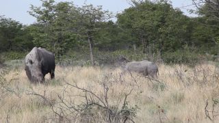 Link to Video | Namibia, Diceros bicornis bicornis, Fressen, Africa, Full High Definition, Big five game, 2009, color, rhinoceros, Savanna, Diceros bicornis
