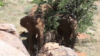 Link to Video | Namibia, landscape, tree, dust bathing, Africa, Full High Definition, Big five game, 2008, color, Proboscidea, African elephant, African bush elephant, Savanna, animal, mammals, elephant, nature, shrubland, wilderness