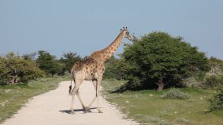 Link to Video | Namibia, tree, Angolan giraffe, Africa, Full High Definition, 2009, color, Savanna, Etosha National Park, animal, nature, Giraffa, wilderness