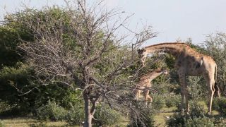 Link to Video | Namibia, tree, Angolan giraffe, Africa, Full High Definition, 2009, color, Savanna, animal, nature, Giraffa, wilderness